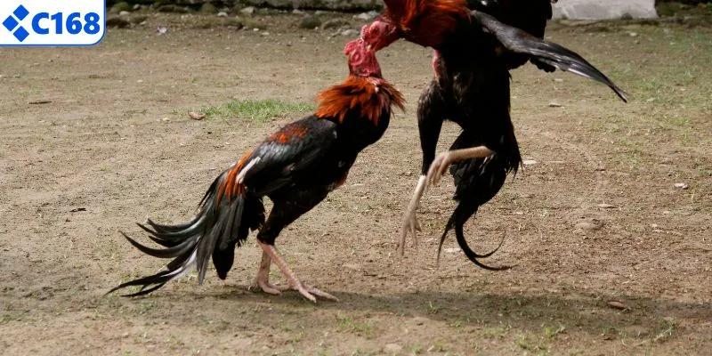 Tìm hiểu về đá gà Thomo